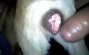 Magrinha gostosa fudendo pelada com dotado de pica - guy fucks animal, zoophilia fuck porn